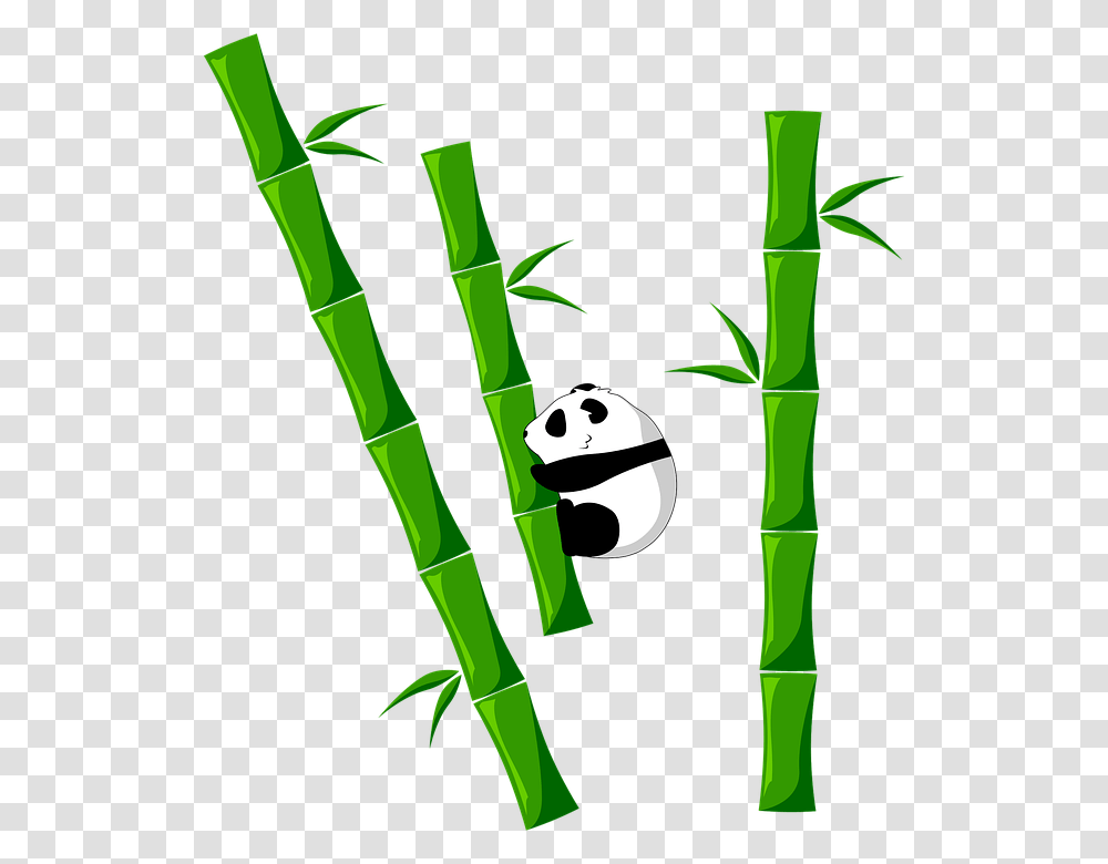 Bamboo, Nature, Plant, Giant Panda, Bear Transparent Png
