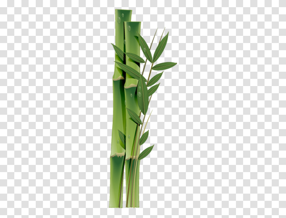 Bamboo, Nature, Plant, Grass, Green Transparent Png