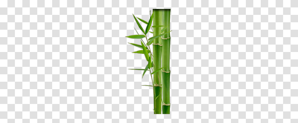 Bamboo, Nature, Plant, Insect, Invertebrate Transparent Png