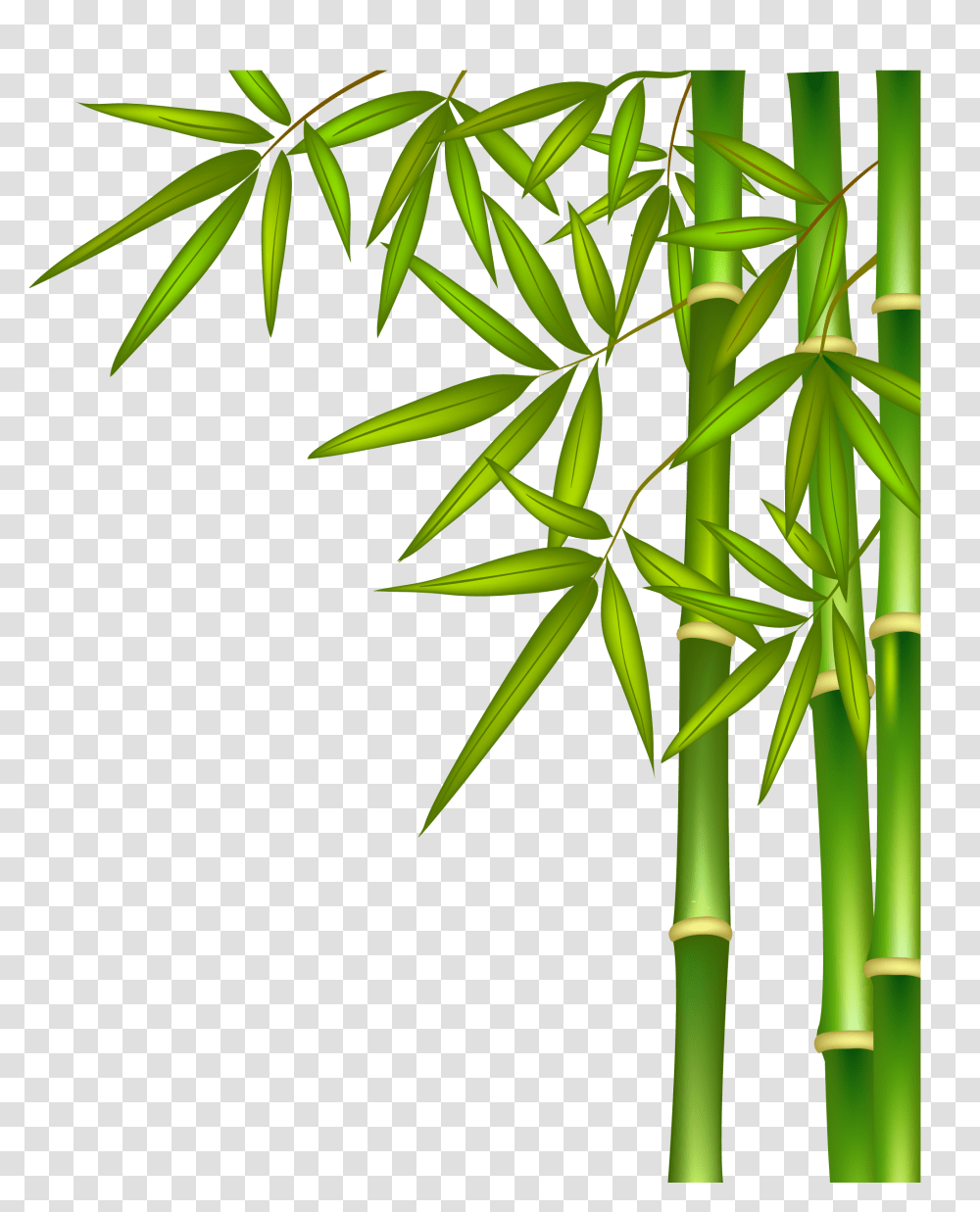 Bamboo, Nature, Plant Transparent Png