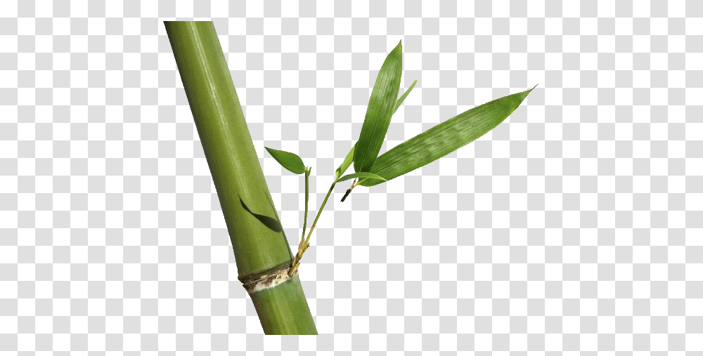 Bamboo, Nature, Plant Transparent Png