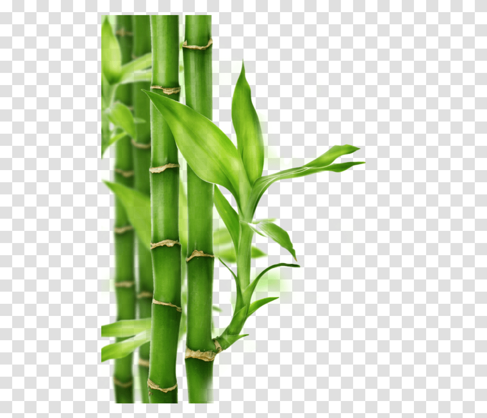 Bamboo, Nature, Plant Transparent Png