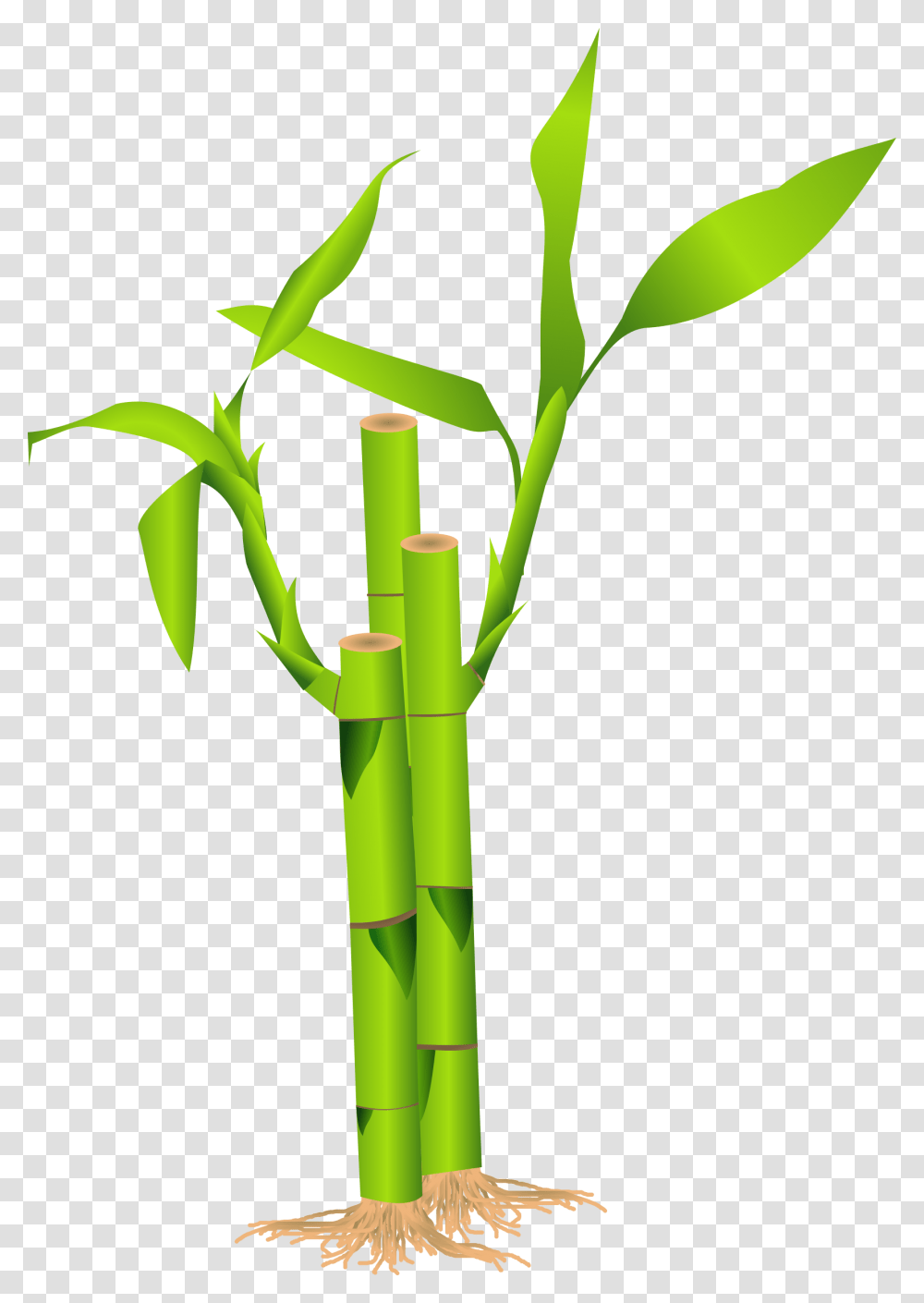 Bamboo, Nature, Plant Transparent Png