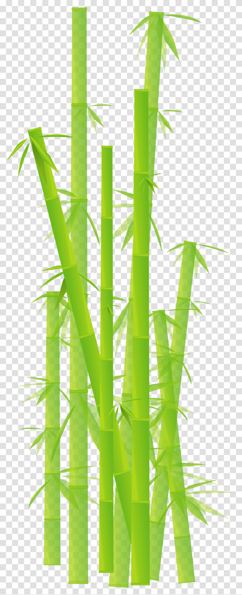 Bamboo, Nature, Plant Transparent Png