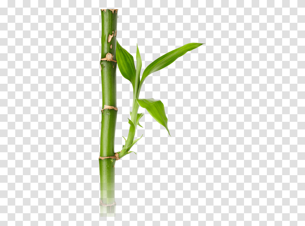 Bamboo, Nature, Plant Transparent Png