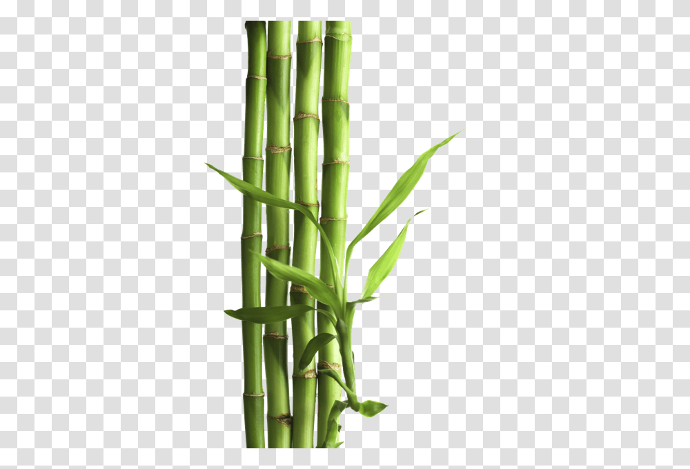 Bamboo, Nature, Plant Transparent Png