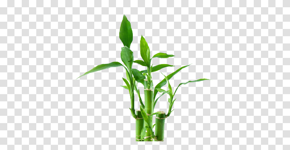 Bamboo, Nature, Plant Transparent Png