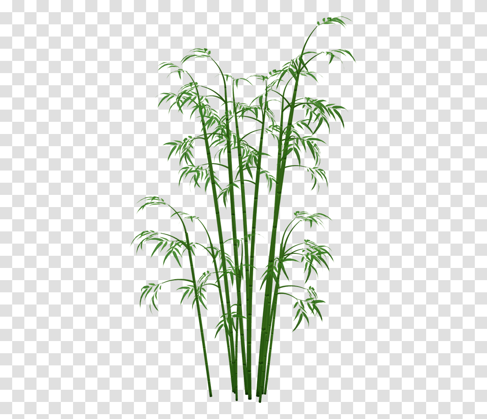 Bamboo, Nature, Plant Transparent Png