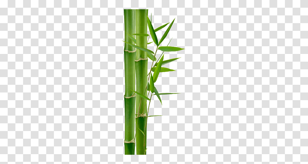 Bamboo, Nature, Plant Transparent Png