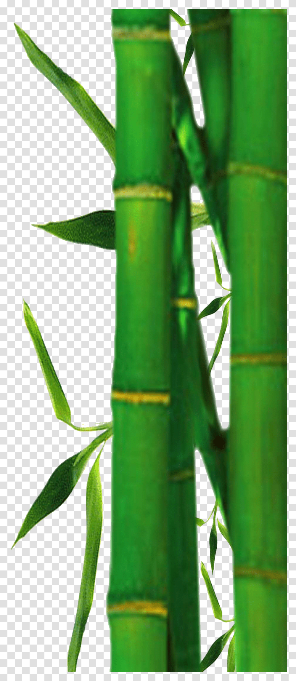 Bamboo, Nature, Plant Transparent Png