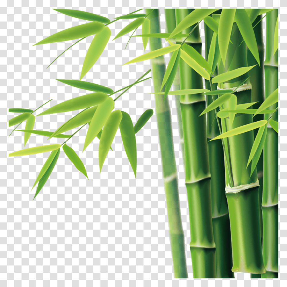 Bamboo, Nature, Plant Transparent Png