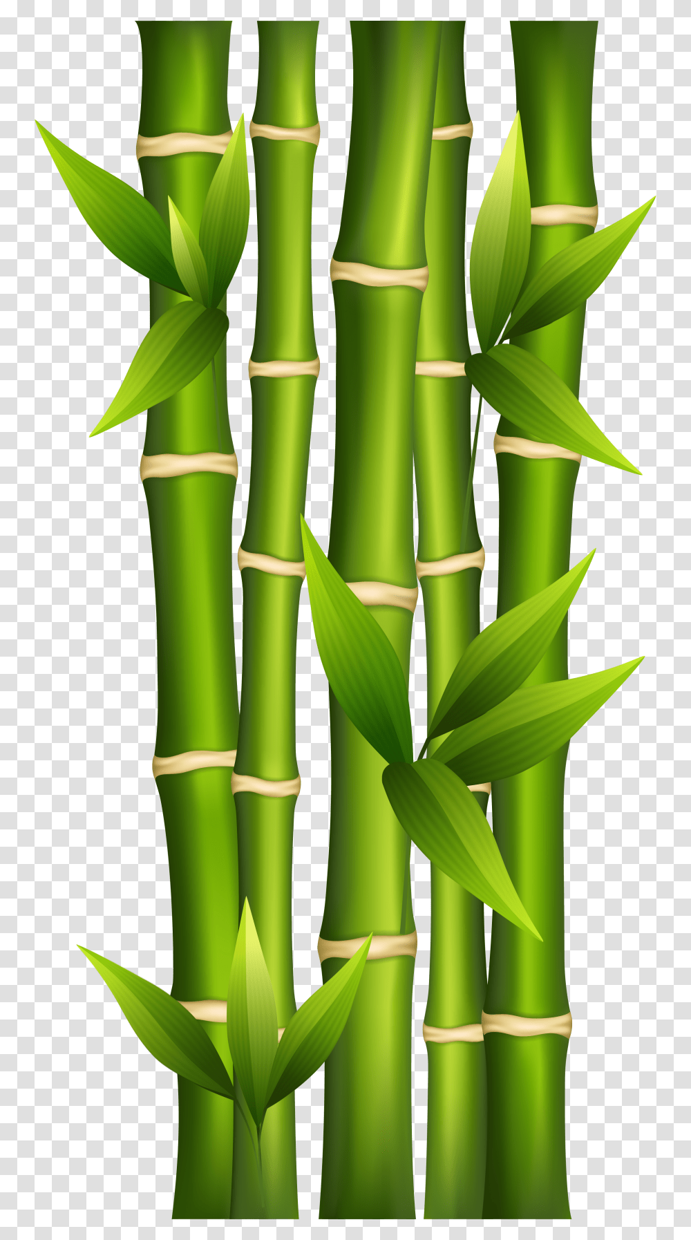 Bamboo, Nature, Plant Transparent Png