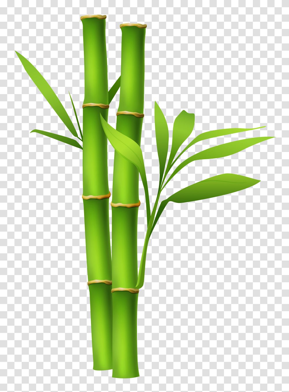 Bamboo, Nature, Plant Transparent Png