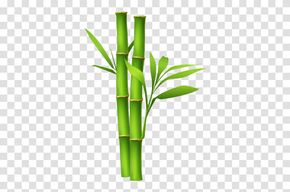 Bamboo, Nature, Plant Transparent Png