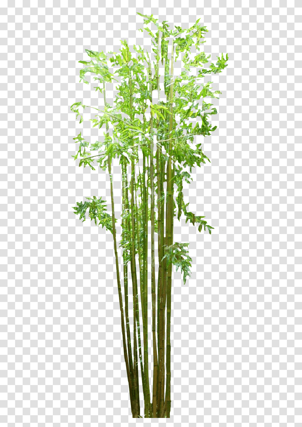 Bamboo, Nature, Plant Transparent Png