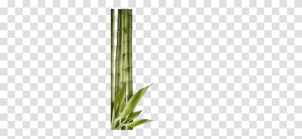 Bamboo, Nature, Plant Transparent Png