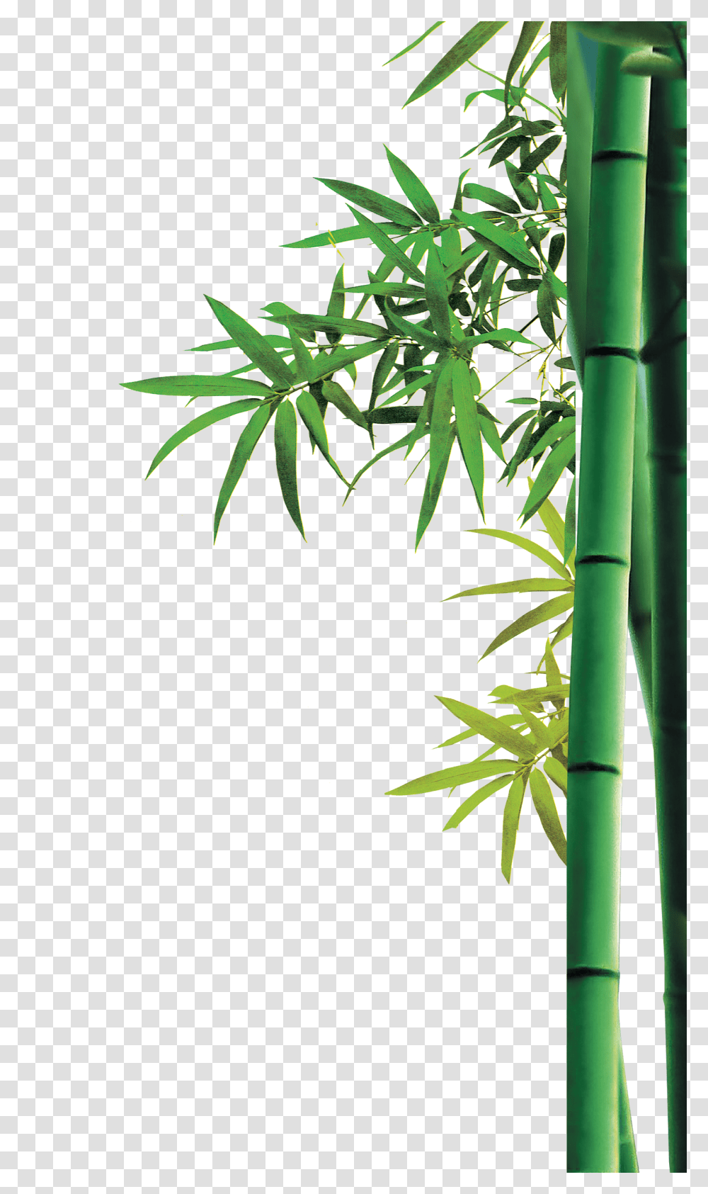 Bamboo, Nature, Plant Transparent Png