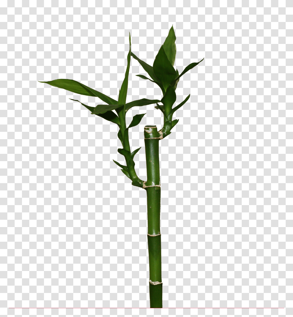 Bamboo, Nature, Plant Transparent Png