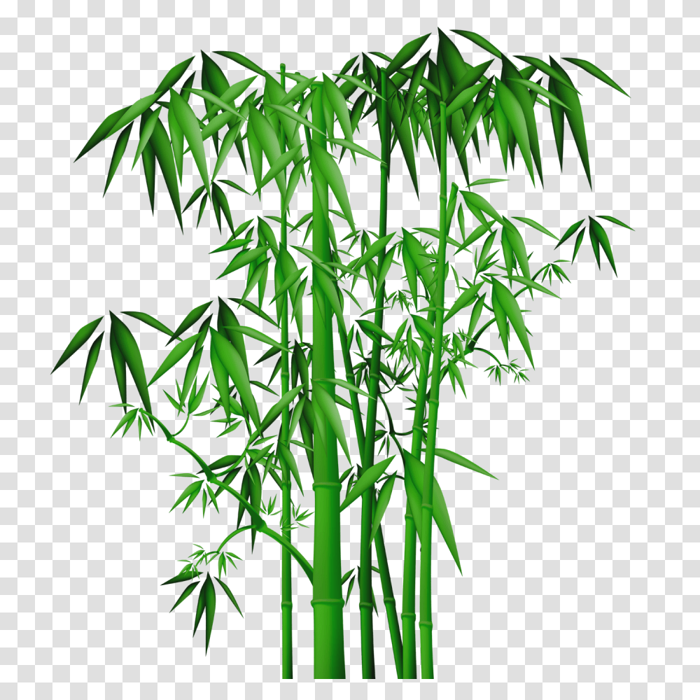 Bamboo, Nature, Plant Transparent Png