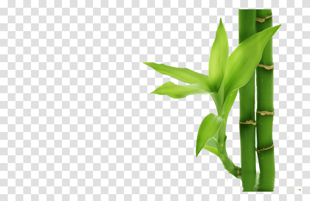 Bamboo, Nature, Plant Transparent Png