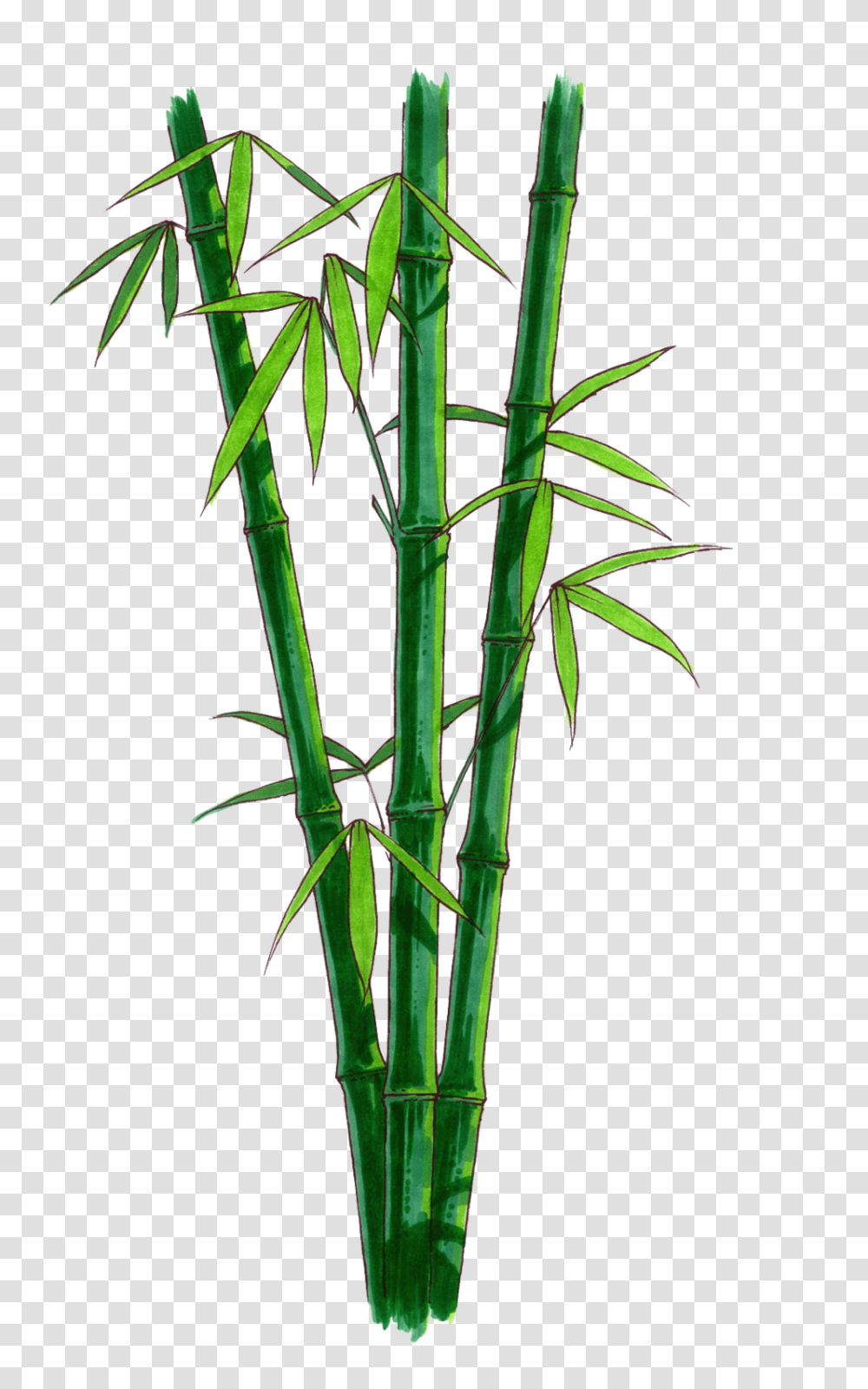 Bamboo, Nature, Plant Transparent Png