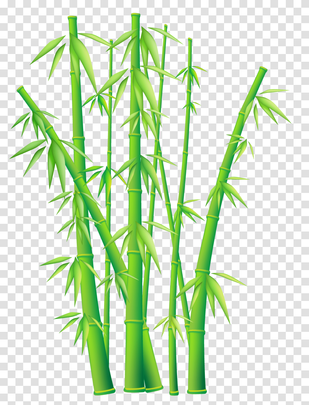 Bamboo, Nature, Plant Transparent Png