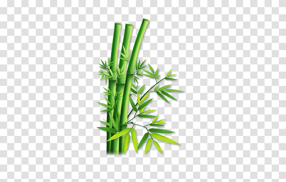Bamboo, Nature, Plant, Vegetable, Food Transparent Png