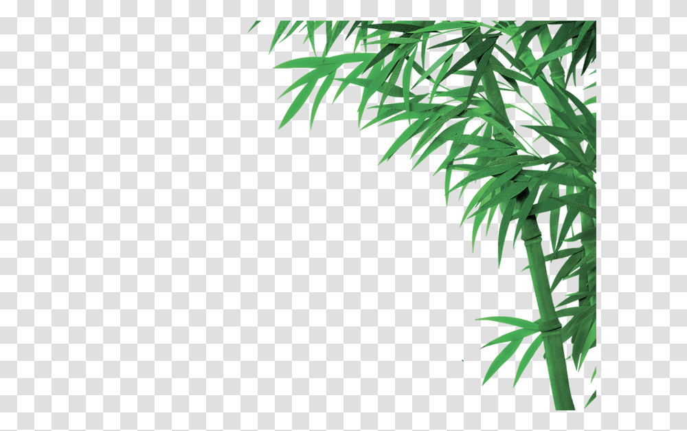 Bamboo, Nature, Plant, Vegetation, Tree Transparent Png