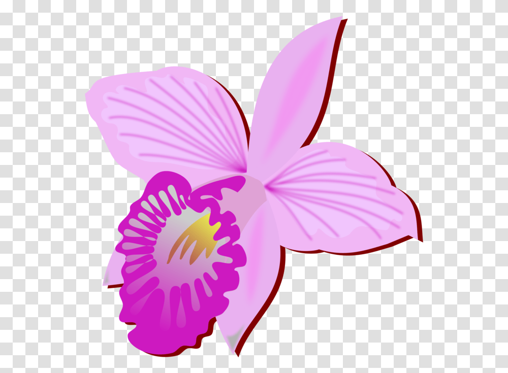 Bamboo Orchid Cut Flowers Drawing Orchids Orchid Cut Flower Drawing, Plant, Blossom, Person, Human Transparent Png