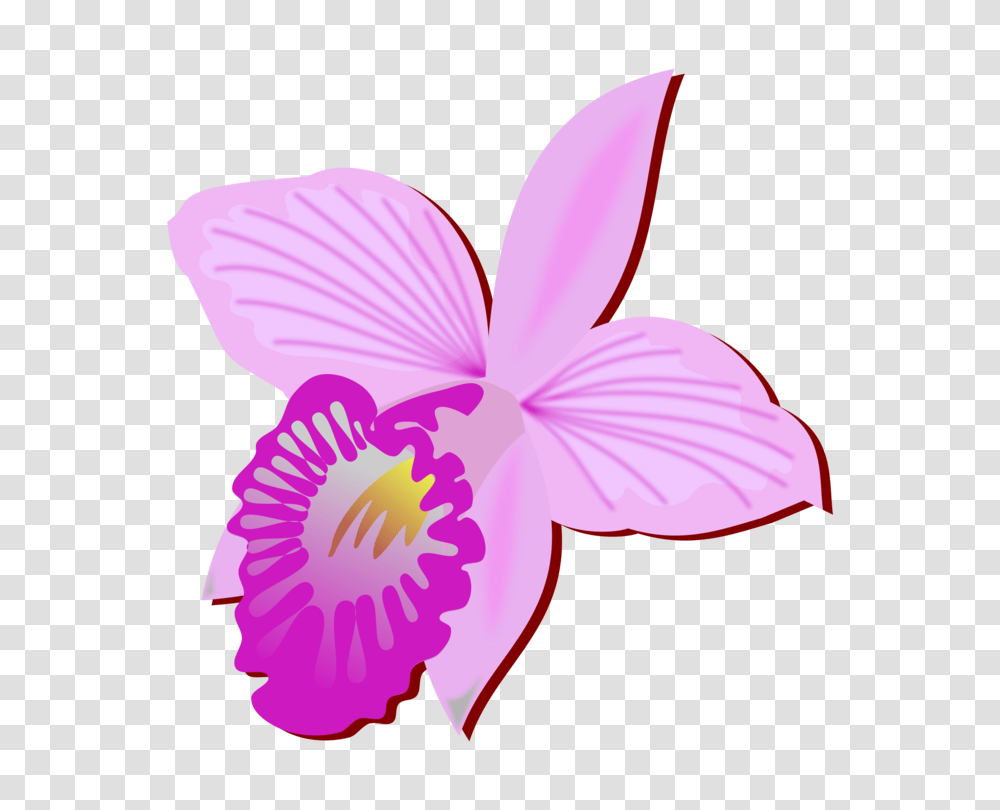 Bamboo Orchid Cut Flowers Drawing Orchids Orquideas Orquidea Clipart, Plant, Blossom, Petal, Anemone Transparent Png