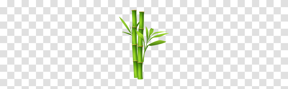 Bamboo Pattern Image, Plant Transparent Png