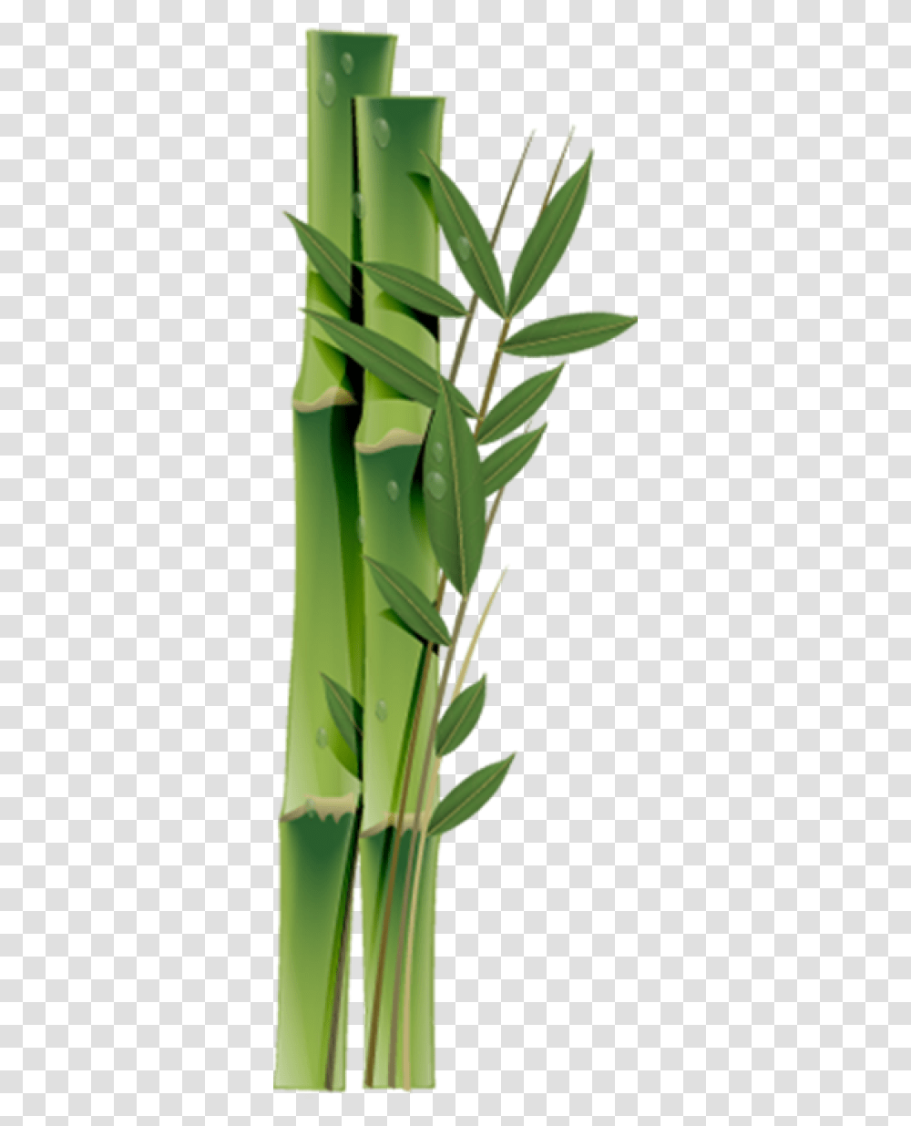 Bamboo, Plant, Aloe, Leaf, Grass Transparent Png