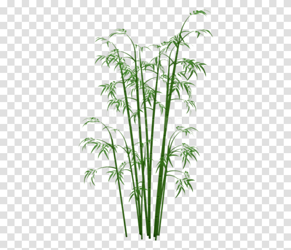 Bamboo Plant Bamboo, Flower, Blossom, Green, Leaf Transparent Png