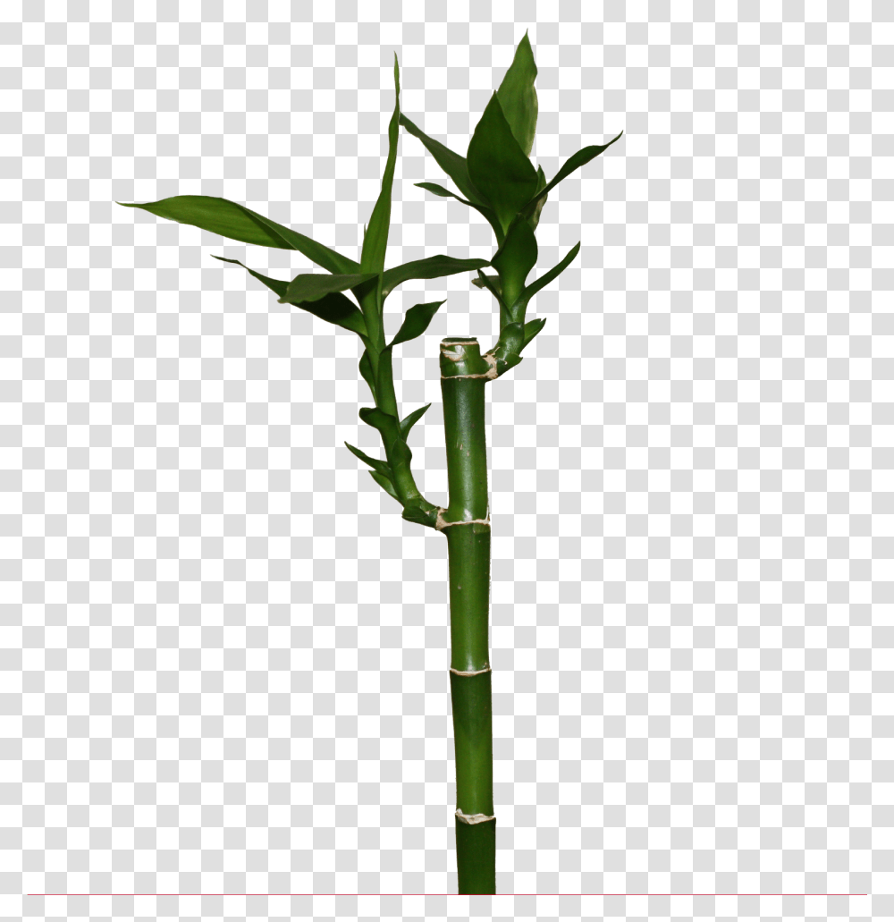 Bamboo, Plant, Bamboo Shoot, Vegetable, Produce Transparent Png
