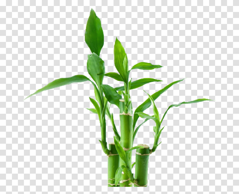 Bamboo, Plant, Bamboo Shoot, Vegetable, Produce Transparent Png