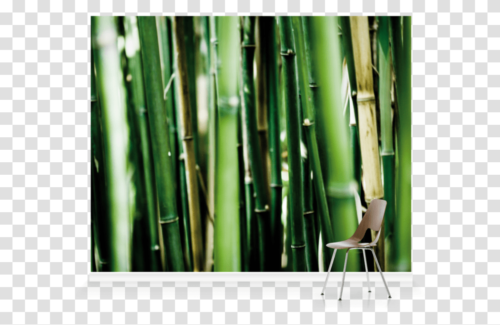 Bamboo, Plant, Chair, Furniture, Bamboo Shoot Transparent Png