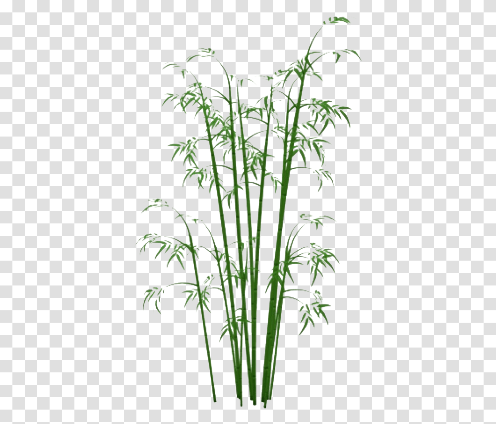 Bamboo, Plant, Flower, Blossom, Green Transparent Png
