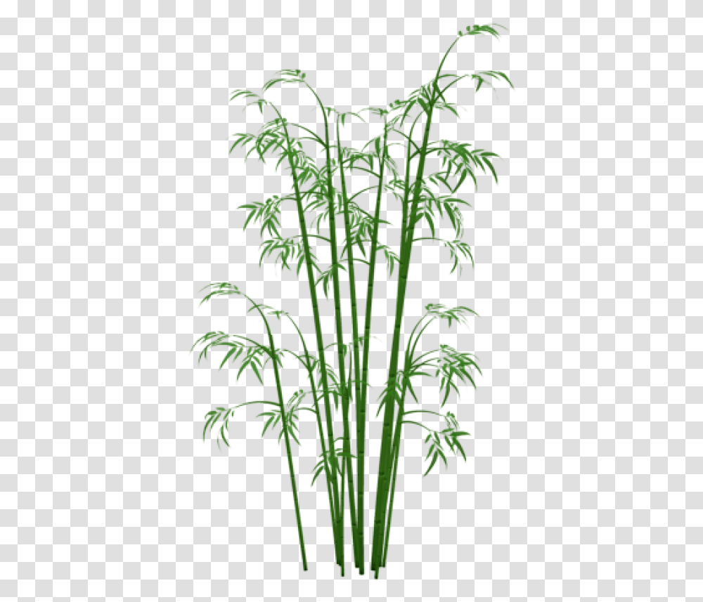 Bamboo, Plant, Green, Flower, Blossom Transparent Png