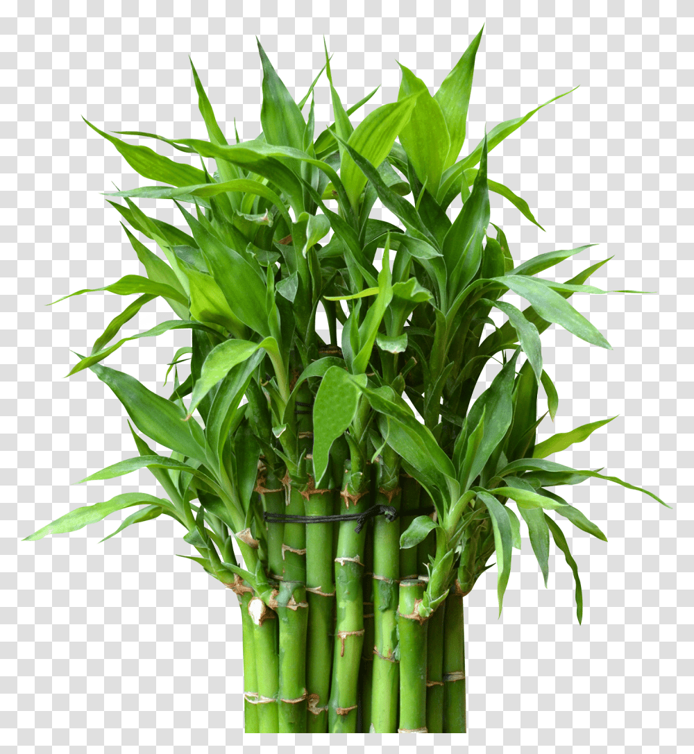 Bamboo Plant Transparent Png