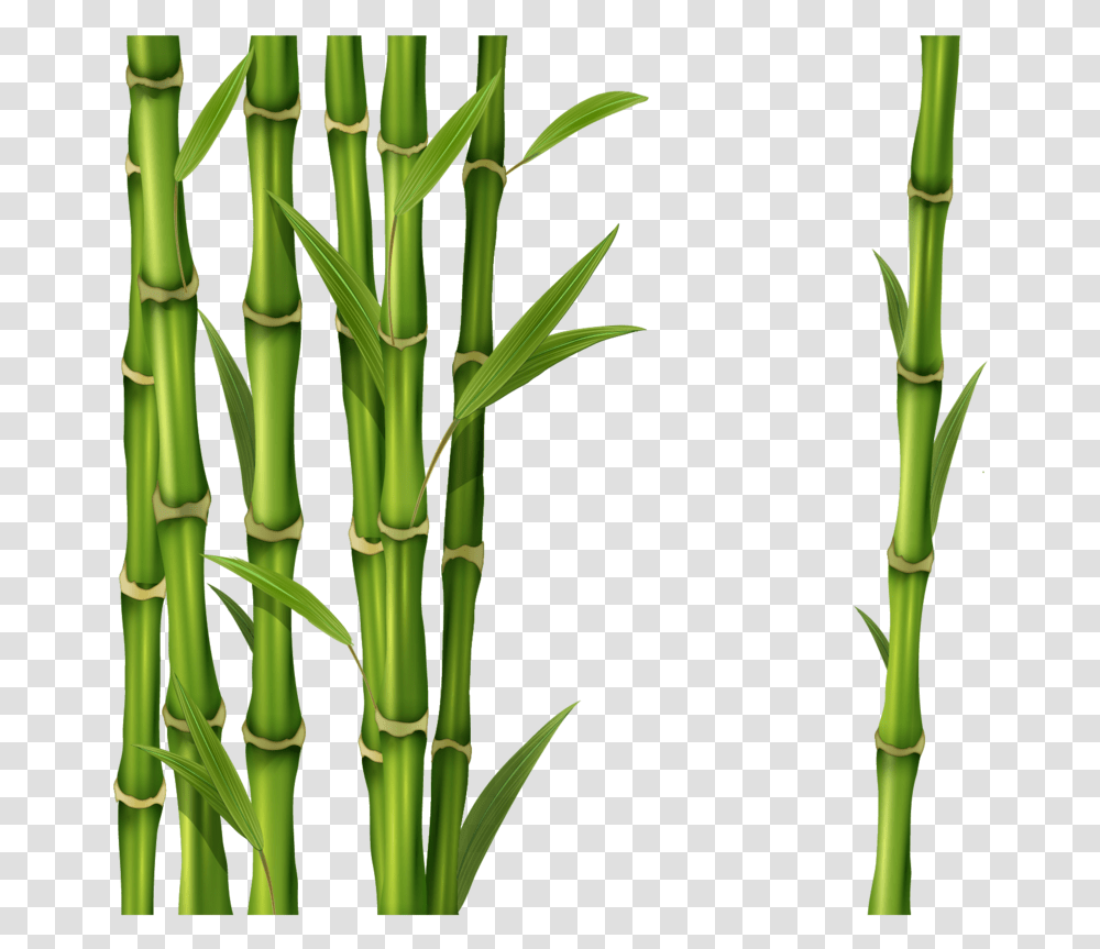 Bamboo, Plant Transparent Png