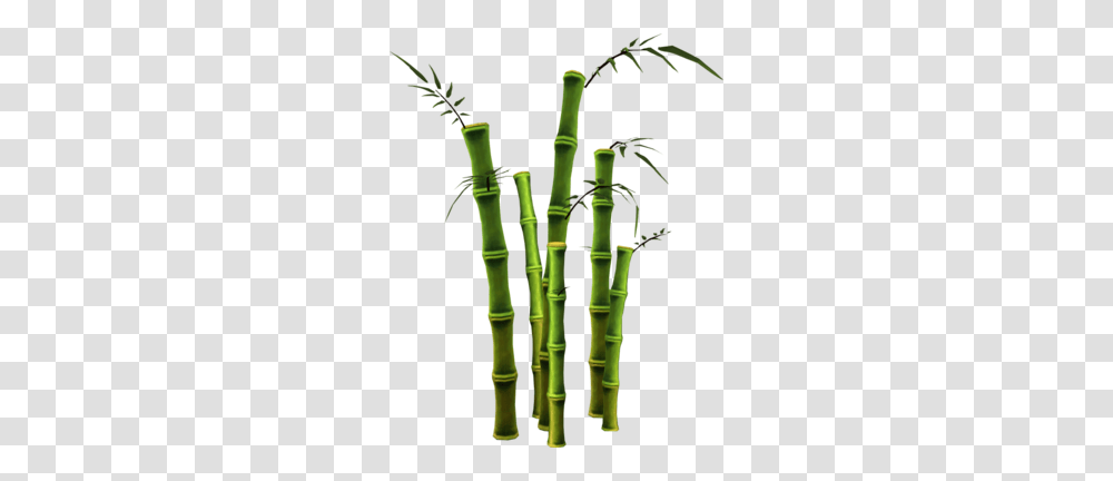 Bamboo, Plant Transparent Png