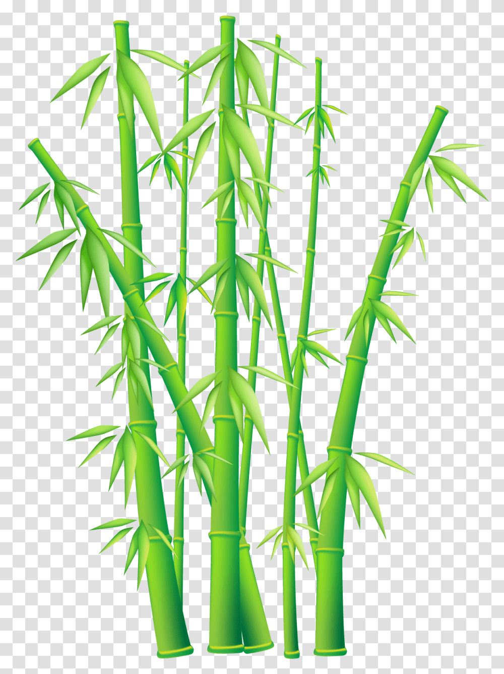 Bamboo, Plant Transparent Png