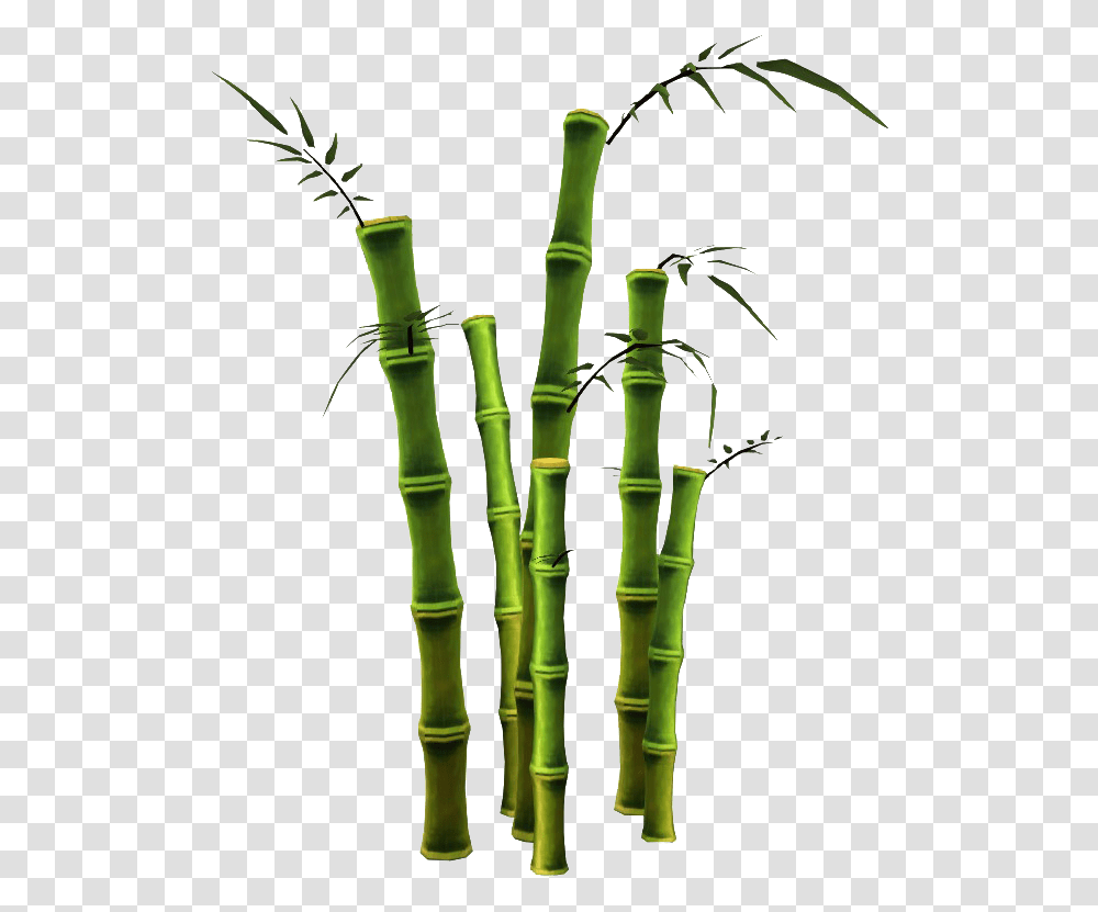 Bamboo Plant Transparent Png