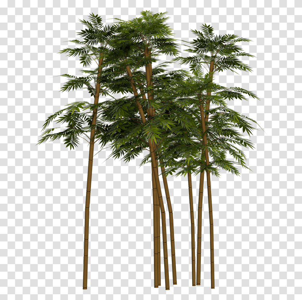 Bamboo Plant Wellness Image Bamboo Plant In, Tree, Vegetation, Outdoors, Conifer Transparent Png