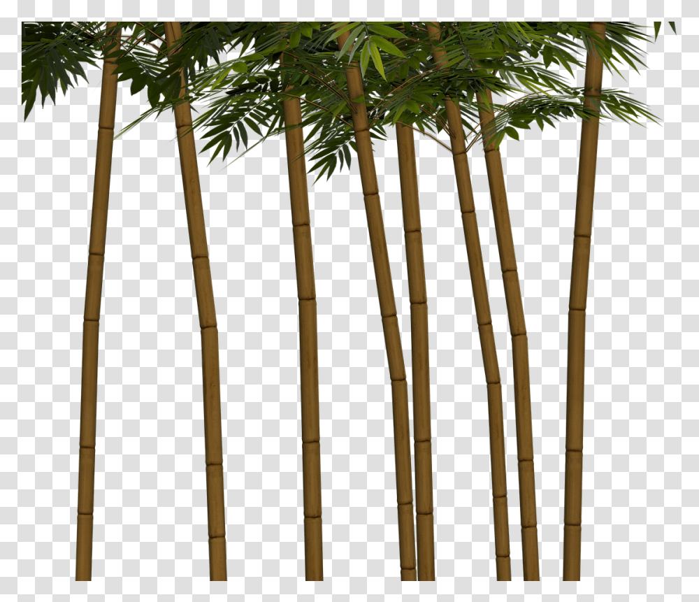 Bamboo Plant Wellness Image Bambutrd, Tree, Vegetation, Palm Tree, Arecaceae Transparent Png