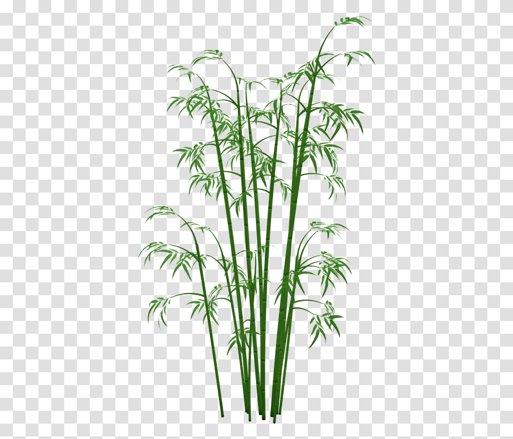 Bamboo Plants Bamboo, Flower, Blossom, Green Transparent Png