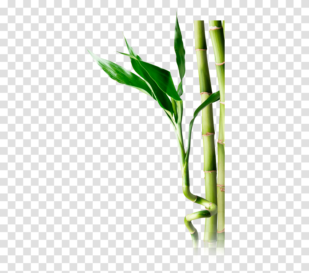 Bamboo Portable Network Graphics, Plant, Bamboo Shoot, Vegetable, Produce Transparent Png