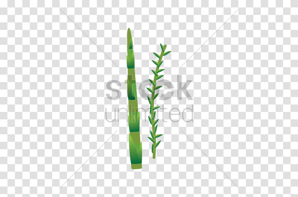 Bamboo Shoot And Rosemary Vector Image, Plant, Arrow, Weapon Transparent Png