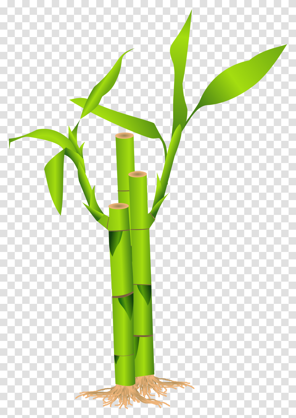 Bamboo Tree Bamboo Clipart, Plant Transparent Png