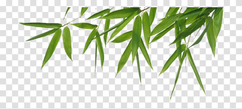 Bamboo Tree Bamboo, Plant, Leaf, Vegetation, Green Transparent Png